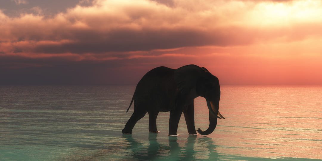 Integridad y sostenibilidad: Ficohsa apoya United for Wildlife