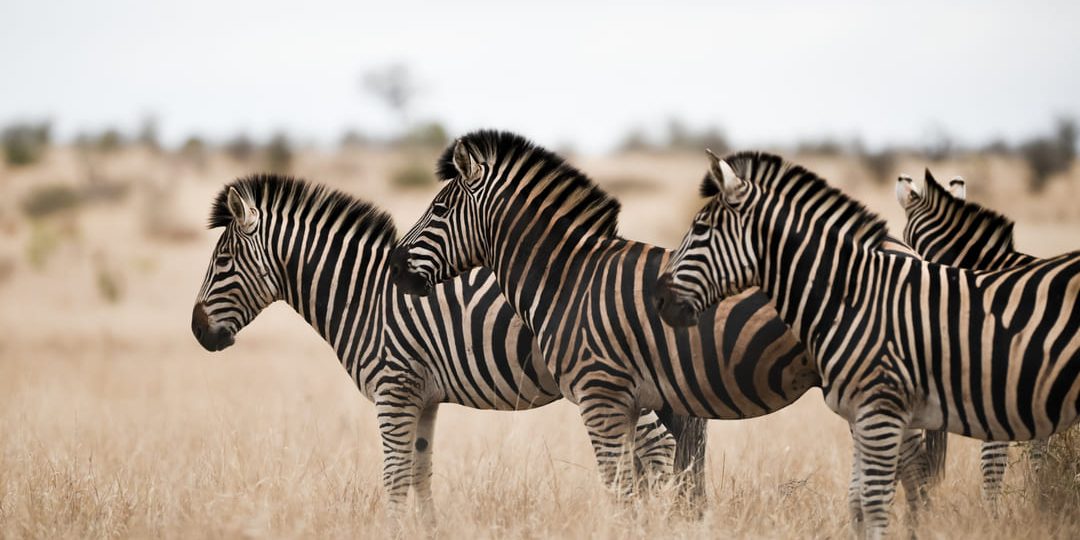 Ficohsa refuerza su responsabilidad ambiental con United for Wildlife